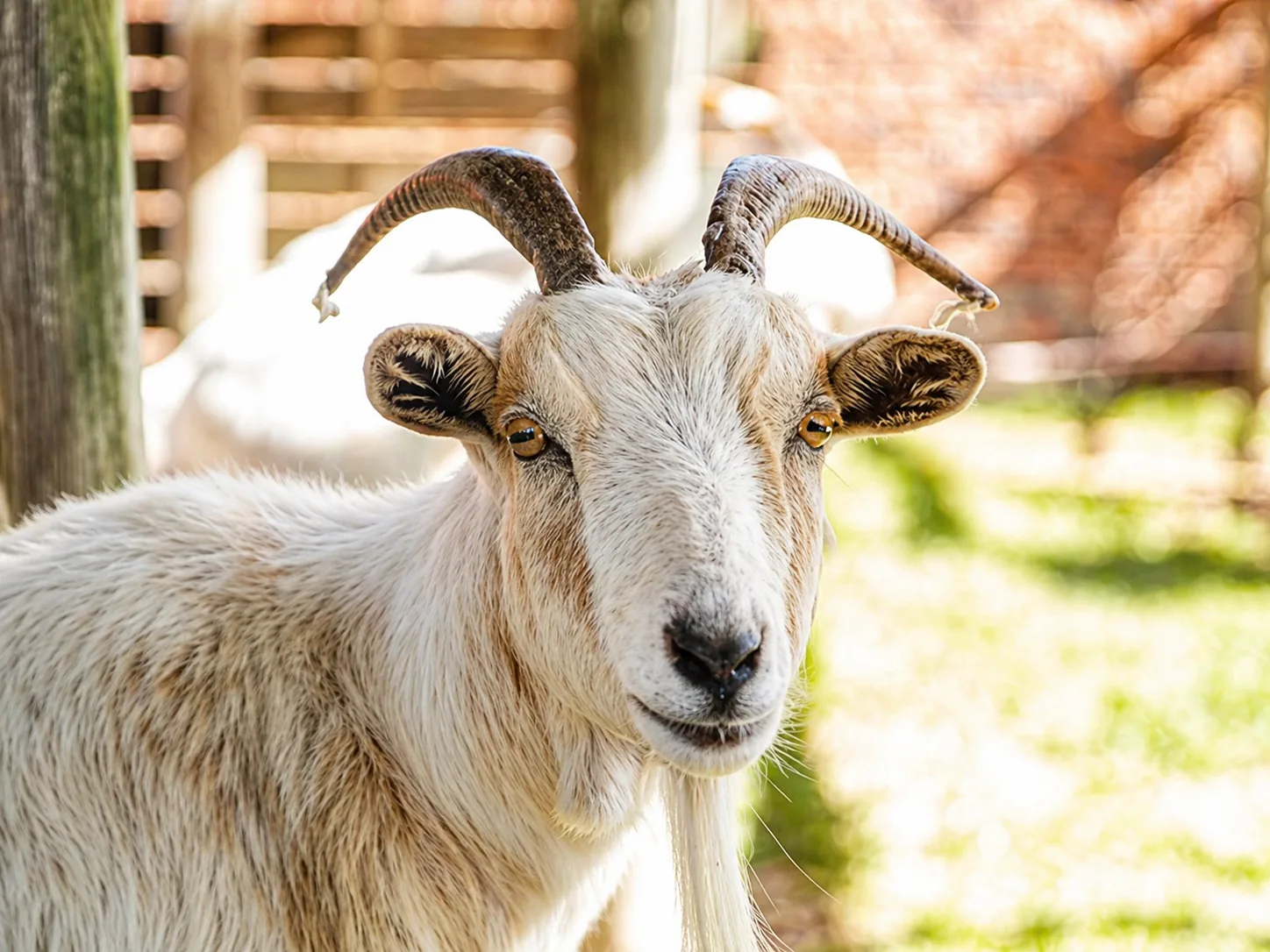 Goats at Lat Wai